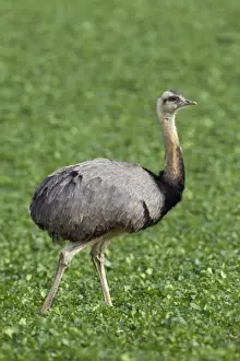 Rhea Prints: Picture No. 11672304