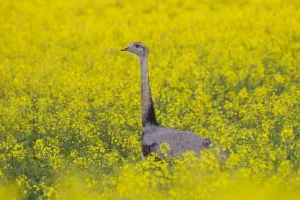 Rhea Prints: Picture No. 11672305