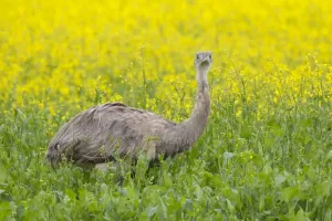 Rhea Prints: Picture No. 11672307