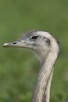 Rhea Prints: Picture No. 11672308
