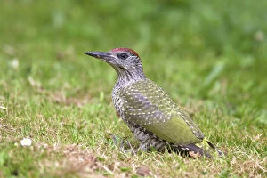 Woodpecker Collection: Picture No. 11672318