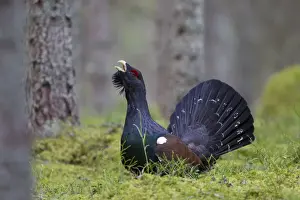 Lekking Prints: Picture No. 11672390