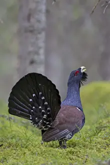 Lekking Prints: Picture No. 11672391