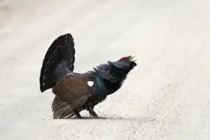 Lekking Prints: Picture No. 11672395