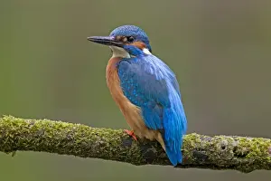Kingfishers Prints: Picture No. 11672400