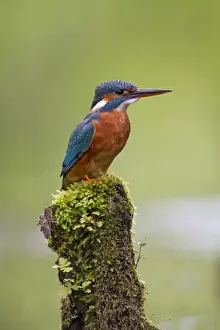 Kingfishers Prints: Picture No. 11672401