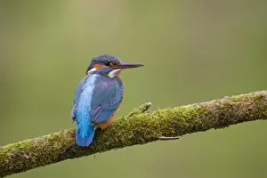 Kingfishers Prints: Picture No. 11672402