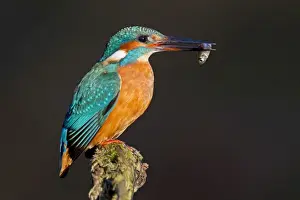 Picture No. 11672404