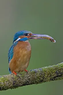 Kingfishers Prints: Picture No. 11672409