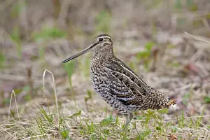 Snipes Prints: Picture No. 11672410