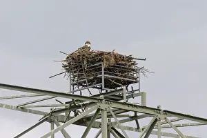 Ospreys Prints: Picture No. 11672428