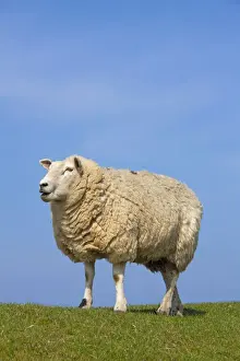 Ewes Prints: Picture No. 11672430