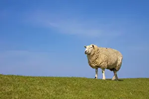 Ewes Prints: Picture No. 11672431