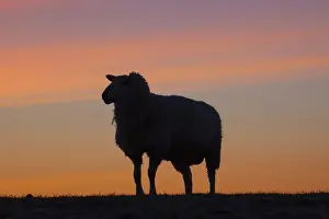 Ewes Prints: Picture No. 11672432