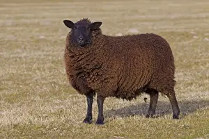 Ewes Prints: Picture No. 11672433