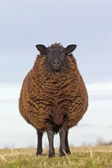 Ewes Prints: Picture No. 11672434