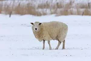 Ewes Prints: Picture No. 11672472
