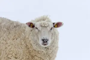 Ewes Prints: Picture No. 11672473