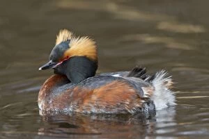 Grebes Collection: Picture No. 11672486