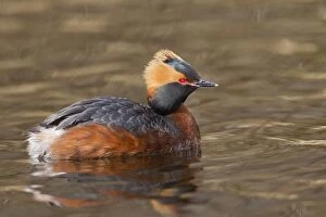 Grebes Collection: Picture No. 11672487