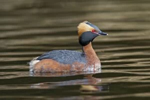 Grebes Collection: Picture No. 11672490