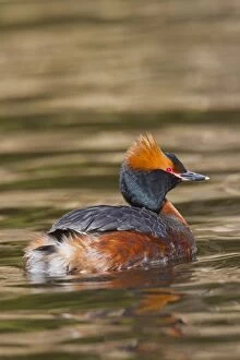 Grebes Collection: Picture No. 11672492