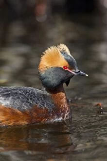 Grebes Collection: Picture No. 11672493