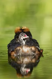 Grebe Prints: Picture No. 11672496