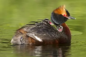 Grebe Prints: Picture No. 11672497