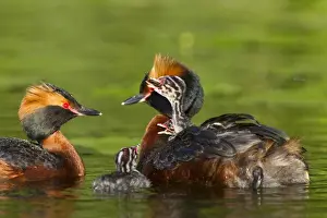 Grebe Prints: Picture No. 11672498