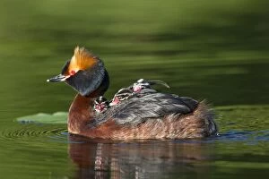 Grebes Collection: Picture No. 11672500
