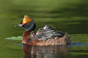 Grebe Prints: Picture No. 11672500
