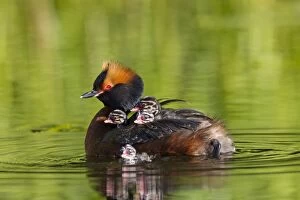 Grebes Collection: Picture No. 11672502