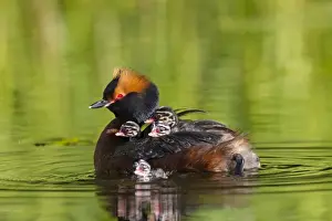 Grebe Prints: Picture No. 11672502