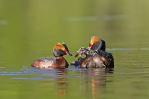 Grebe Prints: Picture No. 11672503