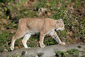 Lynxes Prints: Picture No. 11672514