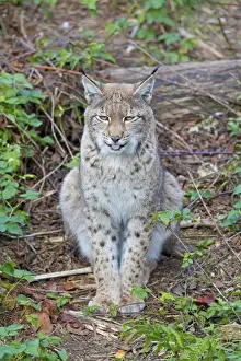 Lynxes Prints: Picture No. 11672516