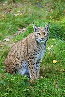 Lynx Prints: Picture No. 11672518