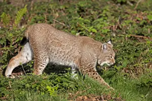 Lynx Prints: Picture No. 11672519