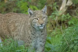 Lynx Prints: Picture No. 11672521