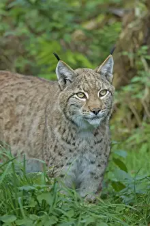 Lynx Prints: Picture No. 11672522