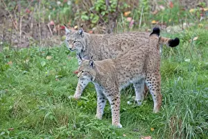 Lynx Prints: Picture No. 11672523