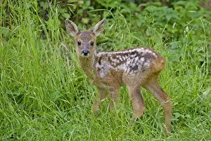 Fawn Prints: Picture No. 11672563