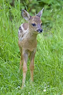 Fawns Prints: Picture No. 11672564