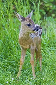 Fawns Prints: Picture No. 11672567