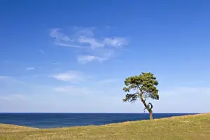 Pines Prints: Picture No. 11672572