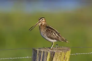 Snipes Prints: Picture No. 11672585