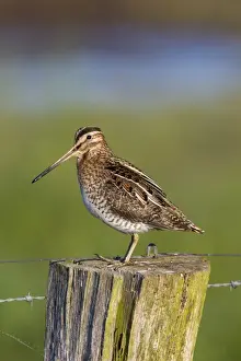 Snipes Prints: Picture No. 11672586