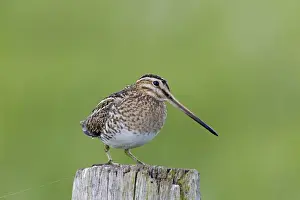 Snipes Prints: Picture No. 11672589