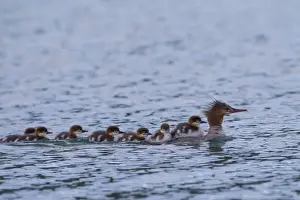 Merganser Prints: Picture No. 11672622